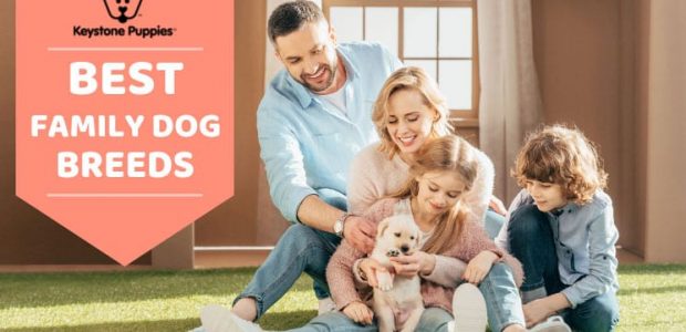 Best Family Dog Breeds