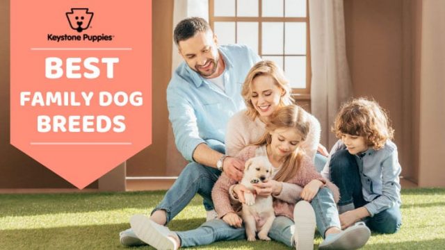 Best Family Dog Breeds