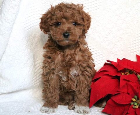 Farrah Mini Poodle