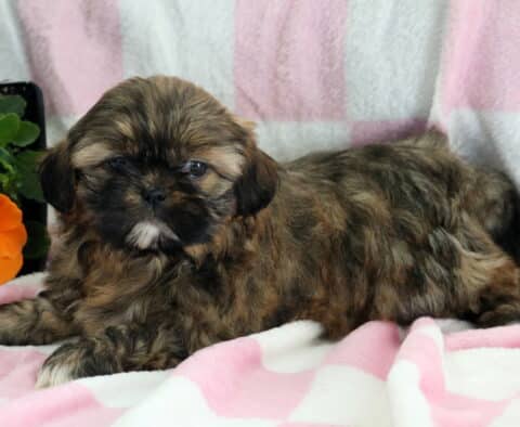 Farrah Shih Tzu