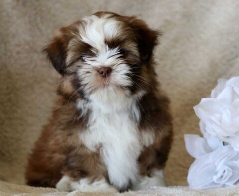 Female 1 John Lantz Shih Tzu