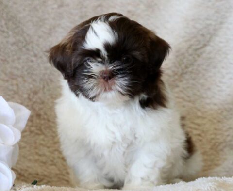 Female 2 John Lantz Shih Tzu3