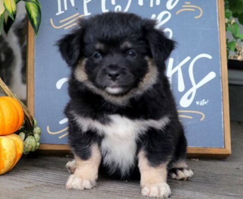 Fergy Pekingese