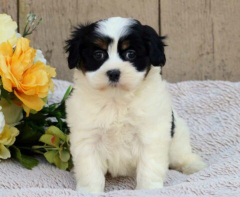 Fern Havanese Mix