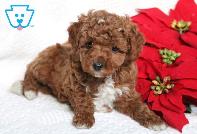 Fifi Mini Poodle image