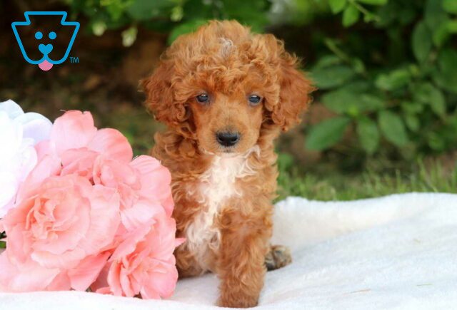 Fig Mini Poodle