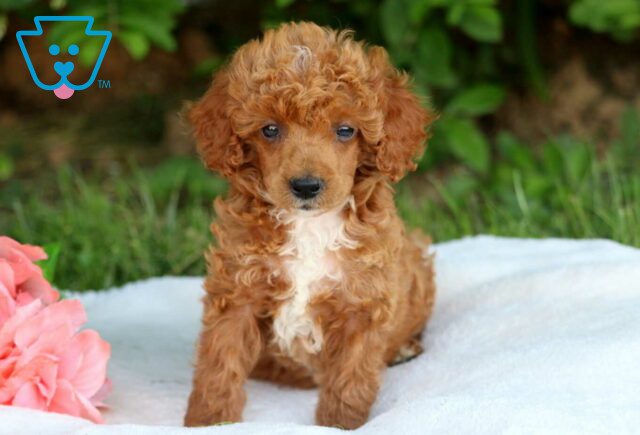 Fig Mini Poodle3