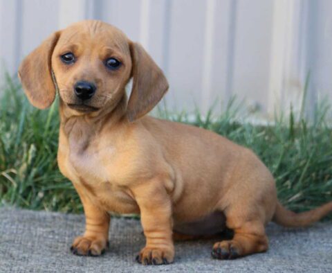 Fiona Mini Dachshund2