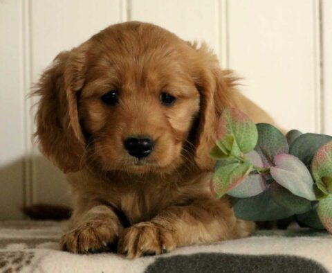 Fiona Mini Golden