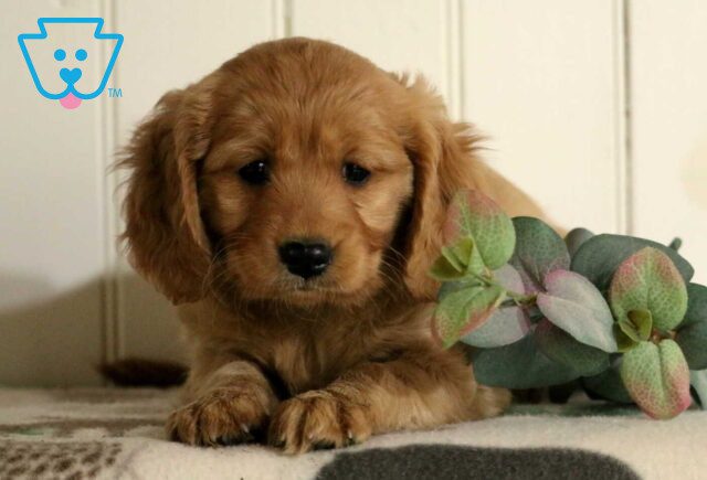 Fiona Mini Golden image