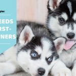 Top breeds for first time dog owners