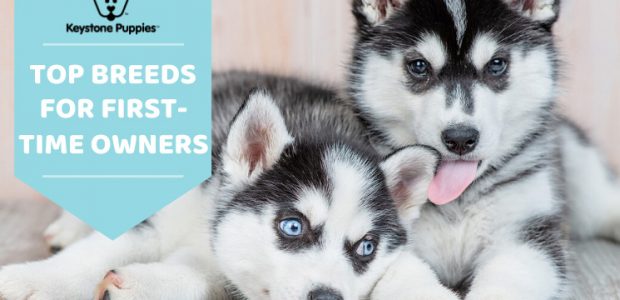 10 Best Dogs for First Time Owners