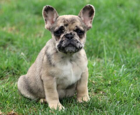 Fizz Frenchie
