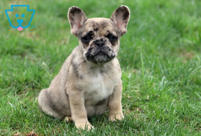Fizz Frenchie image