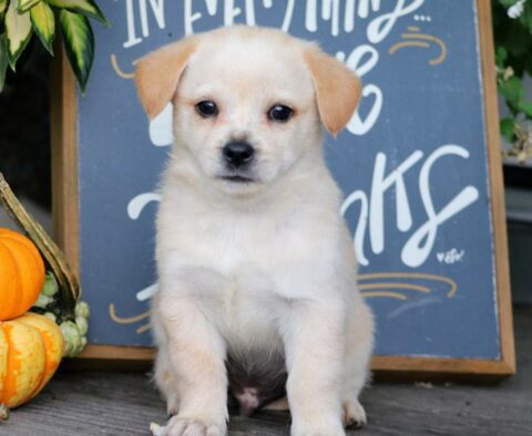 Fizz Pekingese