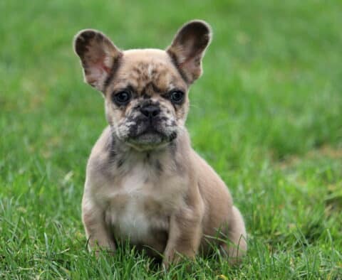 Flash Frenchie