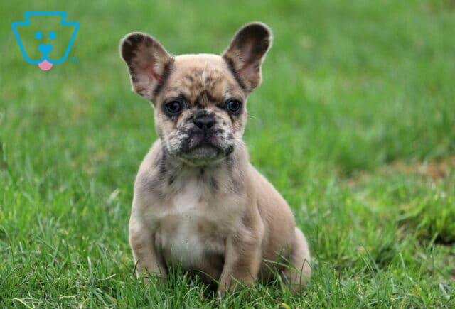 Flash Frenchie image