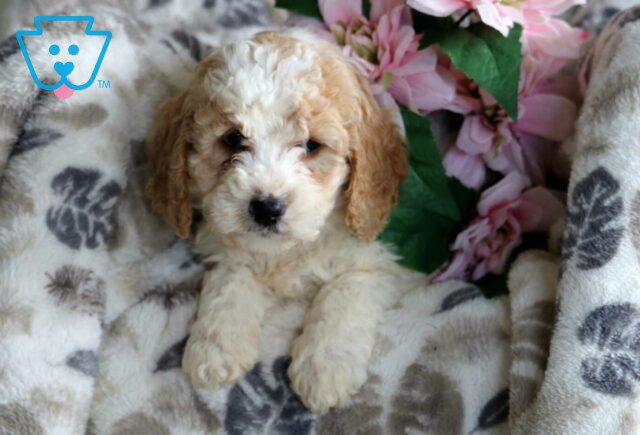 Flower Mini Goldendoodle