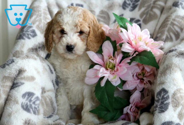 Flower Mini Goldendoodle2