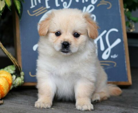 Fluff Pekingese
