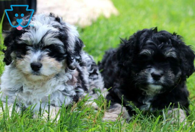 Fluffy and Furby Cockapoo