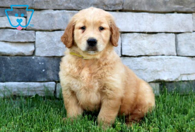 Fonzo Golden Retriever 1-001