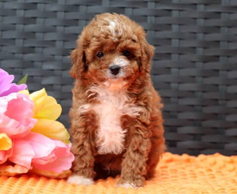 Forest Cavapoo2