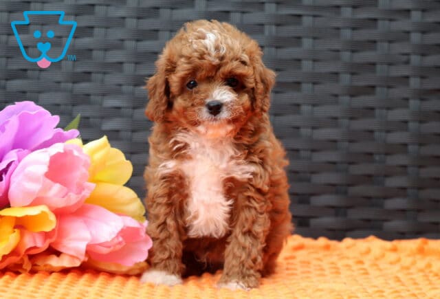 Forest Cavapoo2 image