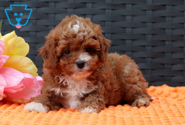 Forest Cavapoo3 image