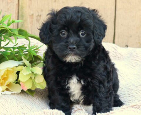 Forest Havanese Mix2