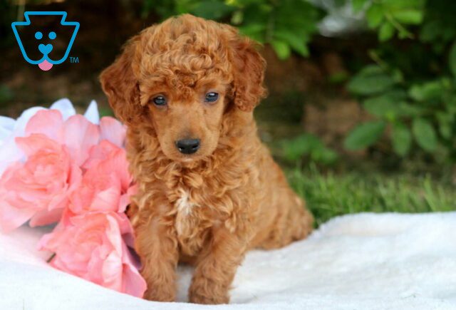 Forest Mini Poodle