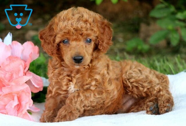 Forest Mini Poodle2