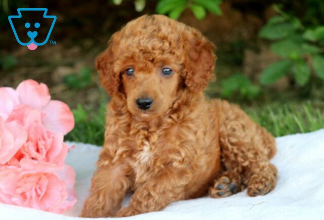 Forest Mini Poodle3