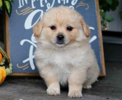 Forest Pekingese