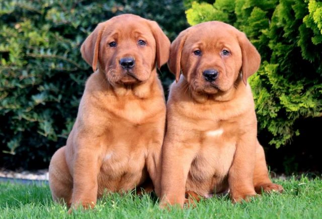 fox red lab puppies for sale