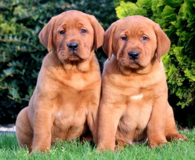 fox red lab puppies for sale