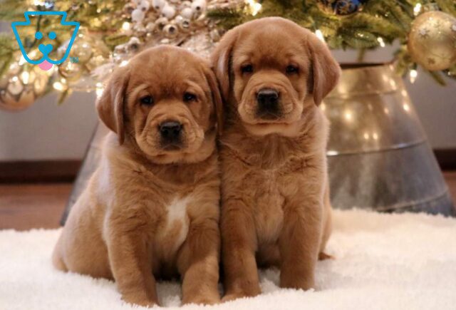 Fox Red Labs image