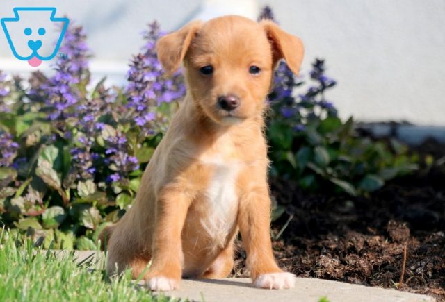 Fox Terrier Mix puppies for sale