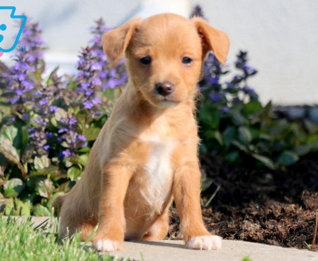 Fox Terrier Mix puppies for sale