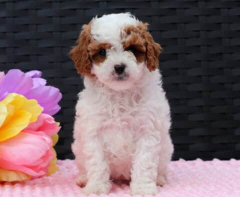 Foxy Cavapoo