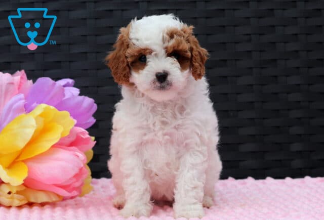 Foxy Cavapoo image