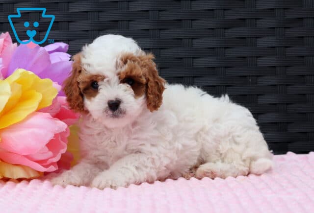 Foxy Cavapoo2 image