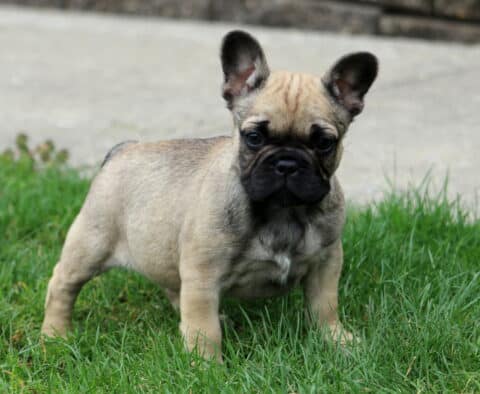 Foxy Frenchie