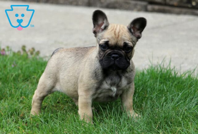Foxy Frenchie image