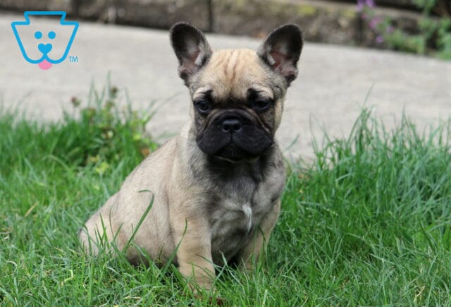 Foxy Frenchie2 image