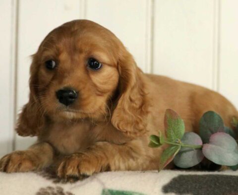 Foxy Mini Golden