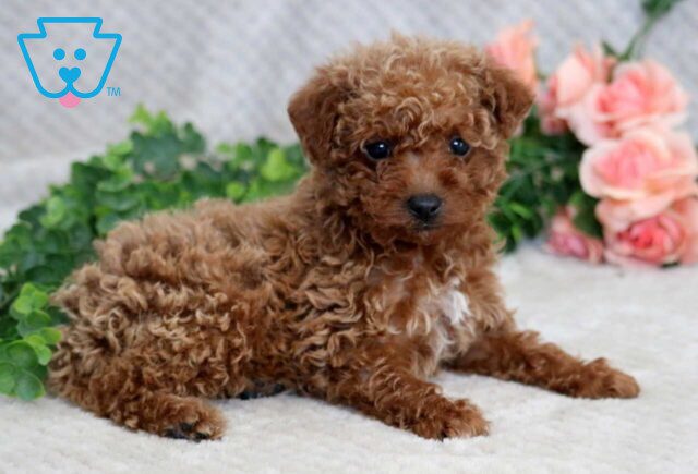 Foxy Mini Goldendoodle image