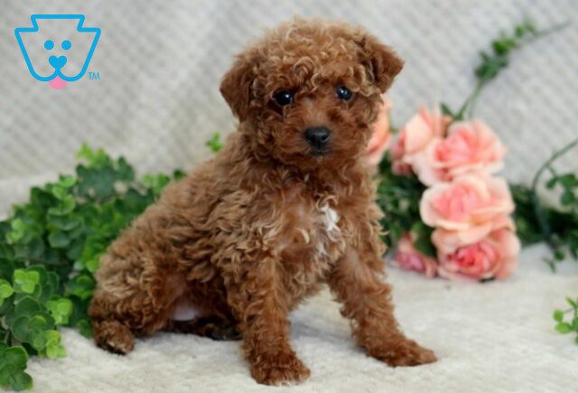 Foxy Mini Goldendoodle2 image