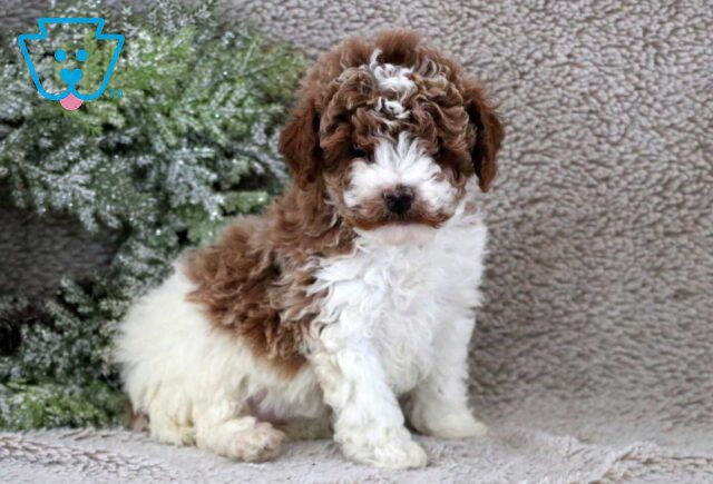 Foxy Mini Poodle image