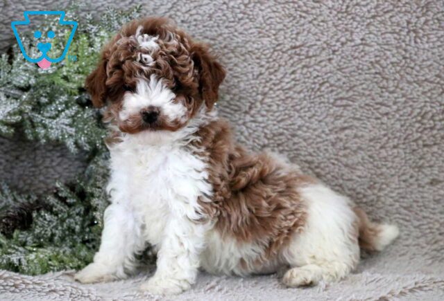 Foxy Mini Poodle2 image